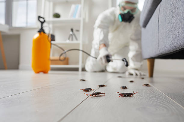Commercial Rodent Management in Ripley